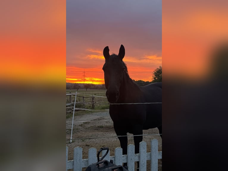 Heavy Warmblood Mare 16 years 15.2 hh Smoky-Black in Wettenberg