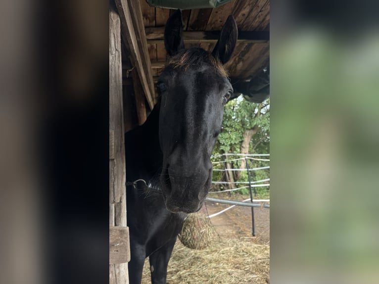 Heavy Warmblood Mare 16 years 15.2 hh Smoky-Black in Wettenberg
