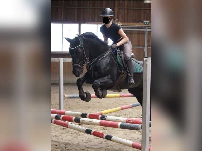 Heavy Warmblood Mare 16 years 15.2 hh Smoky-Black in Wettenberg