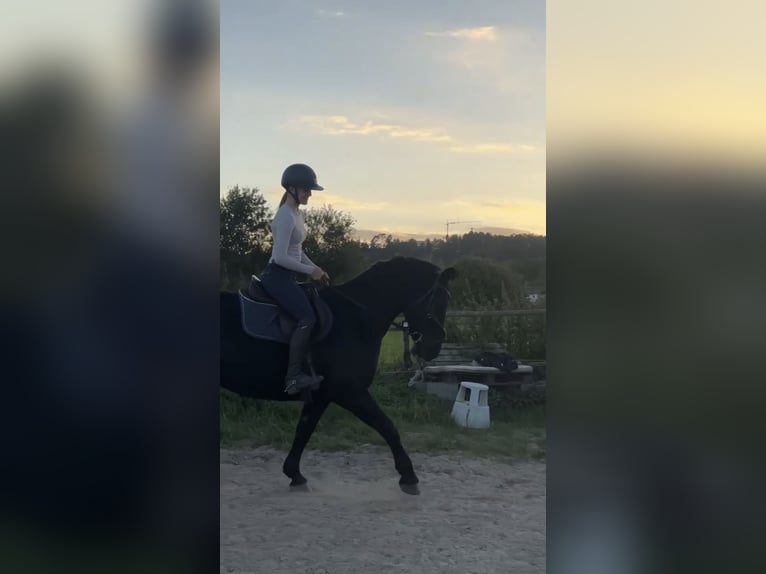 Heavy Warmblood Mare 16 years 15.2 hh Smoky-Black in Wettenberg