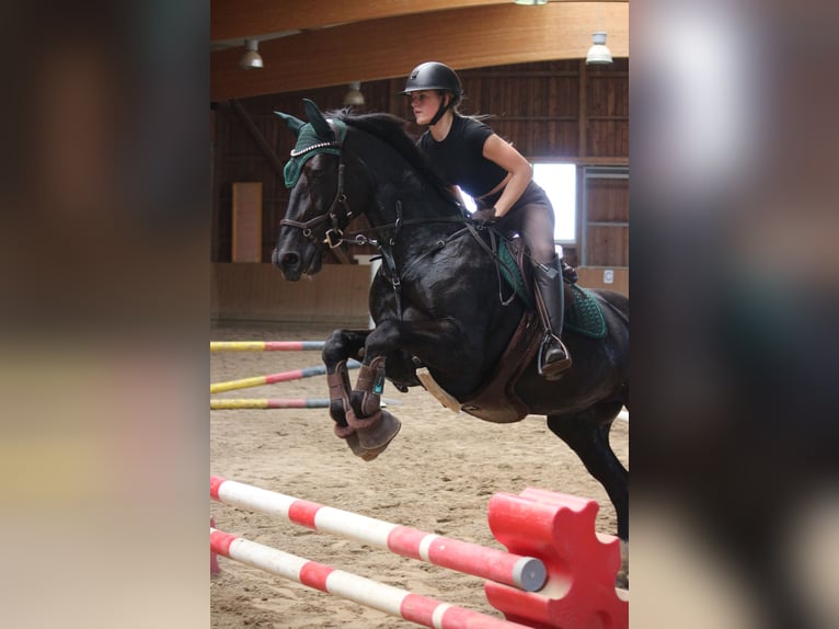 Heavy Warmblood Mare 16 years 15.2 hh Smoky-Black in Wettenberg