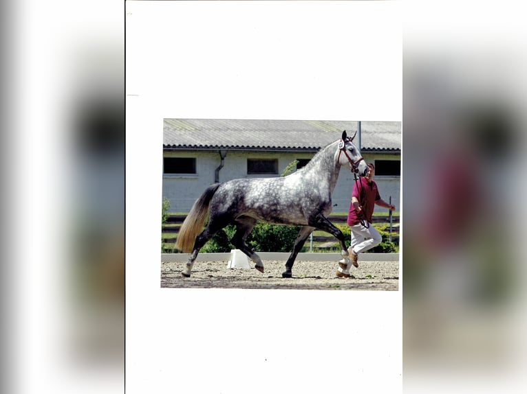 Heavy Warmblood Mare 16 years 16,1 hh Gray in Kamenz