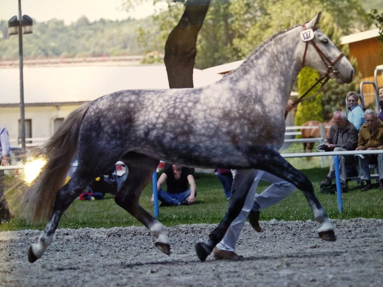 Heavy Warmblood Mare 16 years 16,1 hh Gray in Kamenz