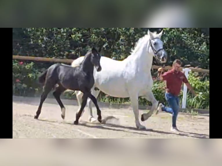 Heavy Warmblood Mare 16 years 16,1 hh Gray in Kamenz