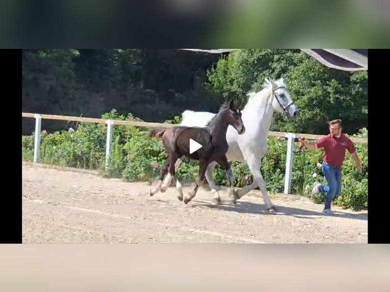 Heavy Warmblood Mare 16 years 16,1 hh Gray in Kamenz