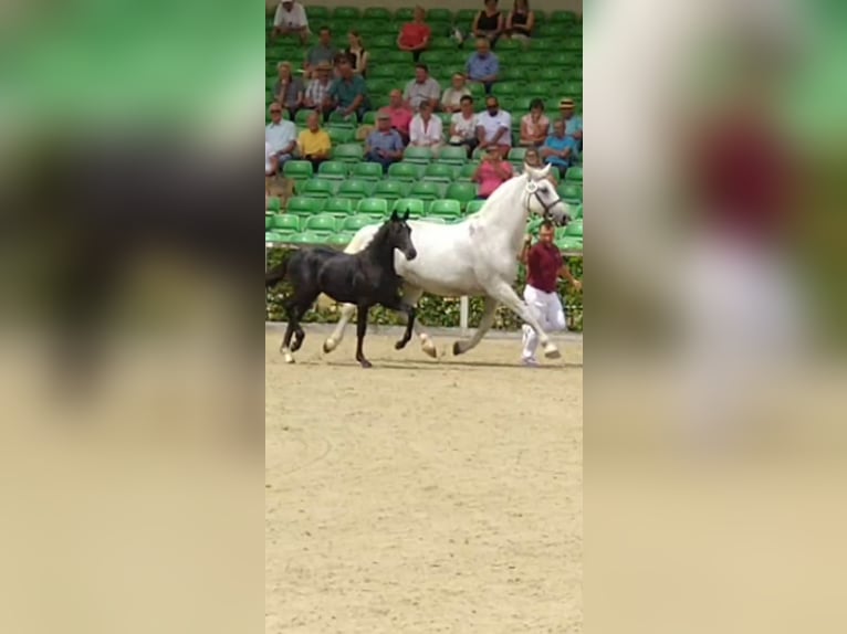 Heavy Warmblood Mare 16 years 16,1 hh Gray in Kamenz