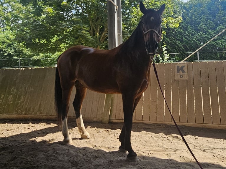 Heavy Warmblood Mare 16 years 16,3 hh Brown in Philippsburg-Huttenheim