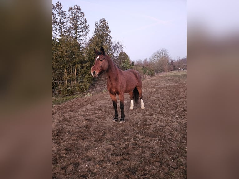 Heavy Warmblood Mare 16 years 16,3 hh Brown in Philippsburg-Huttenheim