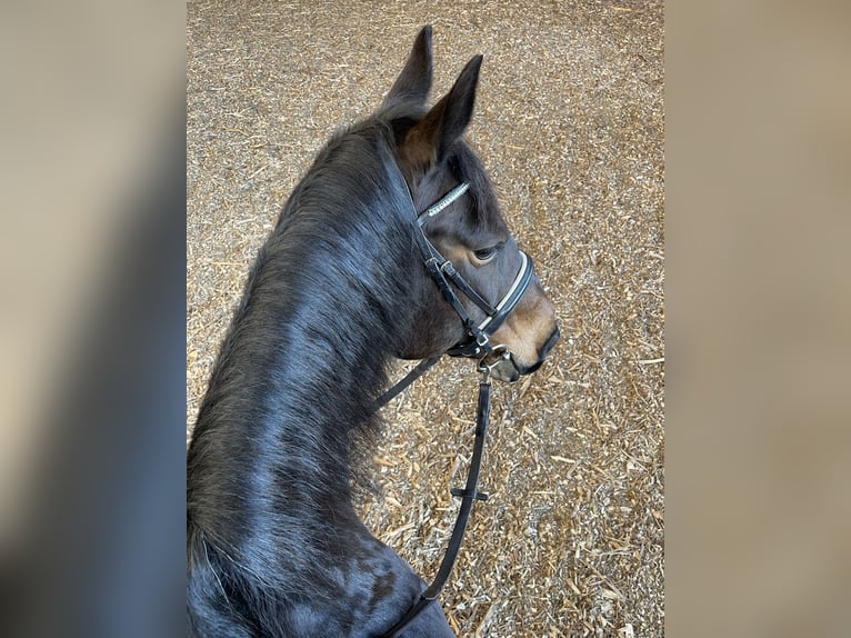 Heavy Warmblood Mare 16 years 16 hh Bay-Dark in Sangerhausen