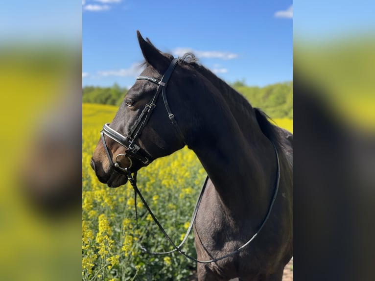 Heavy Warmblood Mare 16 years 16 hh Bay-Dark in Sangerhausen