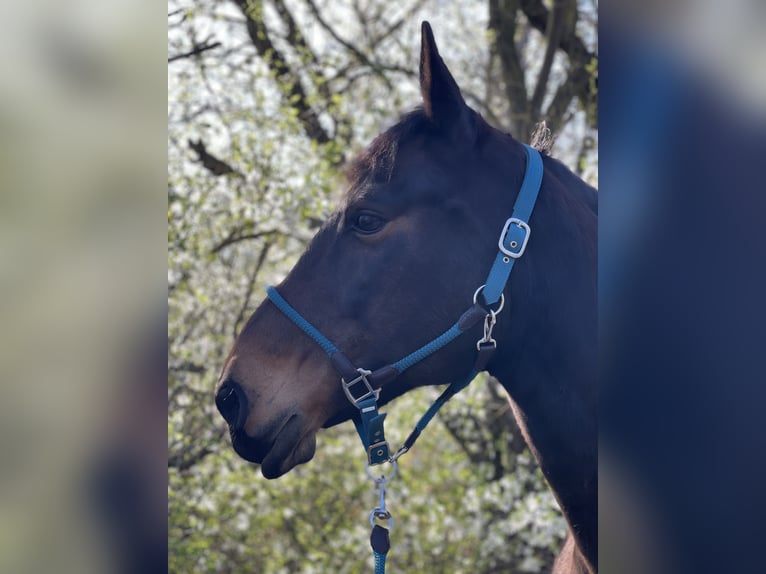 Heavy Warmblood Mare 16 years 16 hh Bay-Dark in Sangerhausen