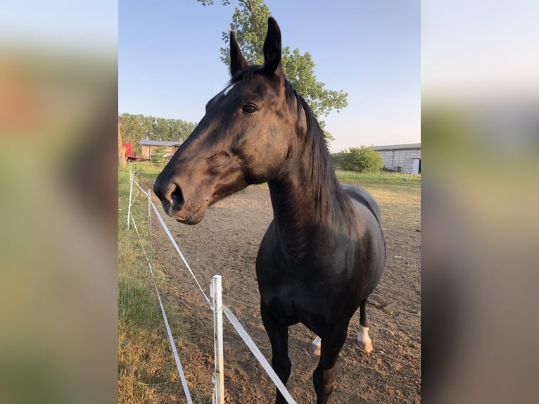 Heavy Warmblood Mare 16 years 16,2 hh Black in Klitsche