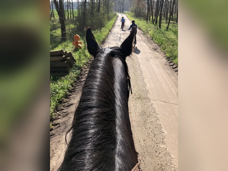Heavy Warmblood Mare 16 years 16,2 hh Black in Klitsche