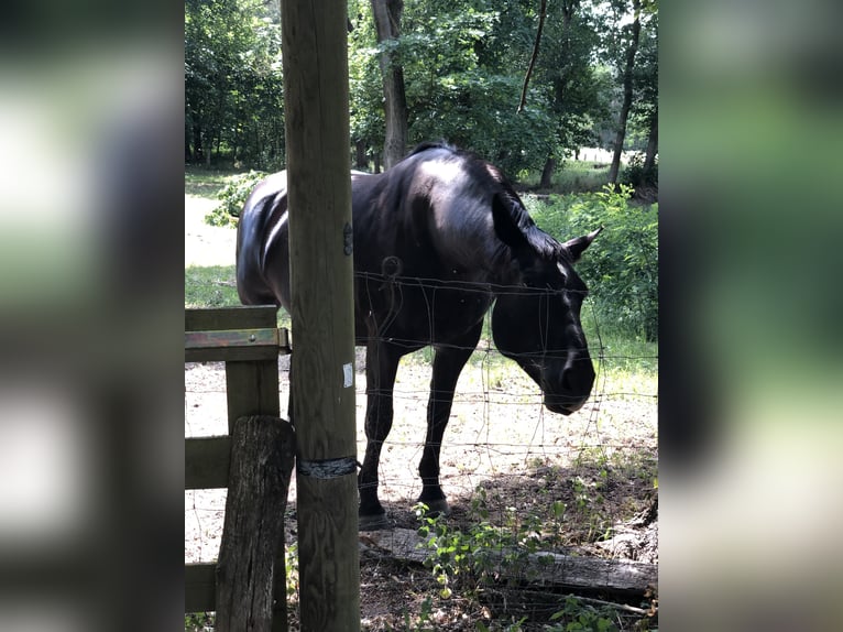 Heavy Warmblood Mare 16 years 16,2 hh Black in Klitsche