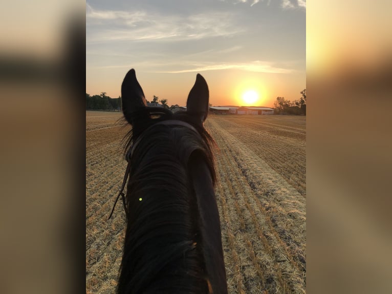 Heavy Warmblood Mare 16 years 16,2 hh Black in Klitsche