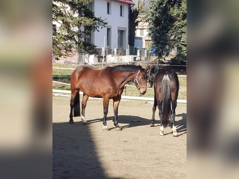 Heavy Warmblood Mare 17 years  in Gemünden (Wohra)