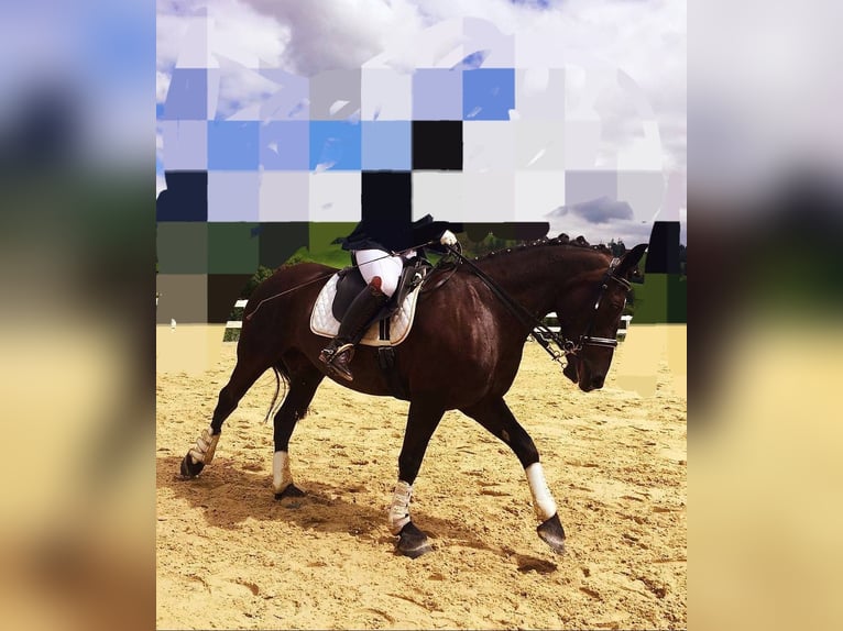 Heavy Warmblood Mix Mare 18 years 15,2 hh Black in St Johann