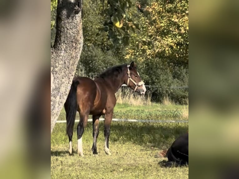Heavy Warmblood Mare 1 year 14,2 hh Bay-Dark in Kleinschwabhausen