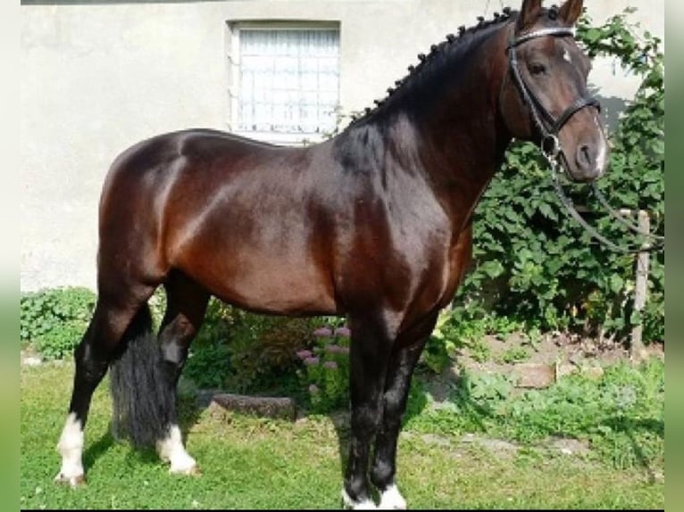 Heavy Warmblood Mare 1 year 16 hh Black in Ferna