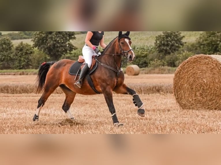 Heavy Warmblood Mare 1 year 16 hh Black in Ferna