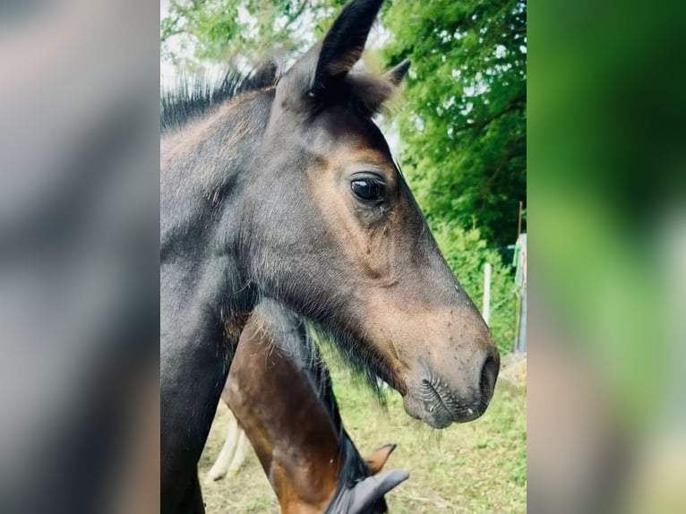 Heavy Warmblood Mare 1 year 16 hh Black in Ferna