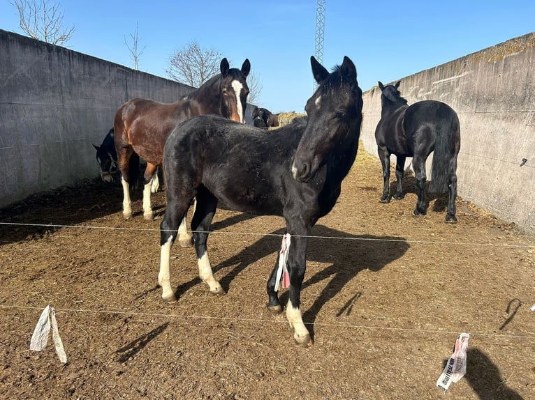Heavy Warmblood Mare 1 year 16 hh Black in Ferna