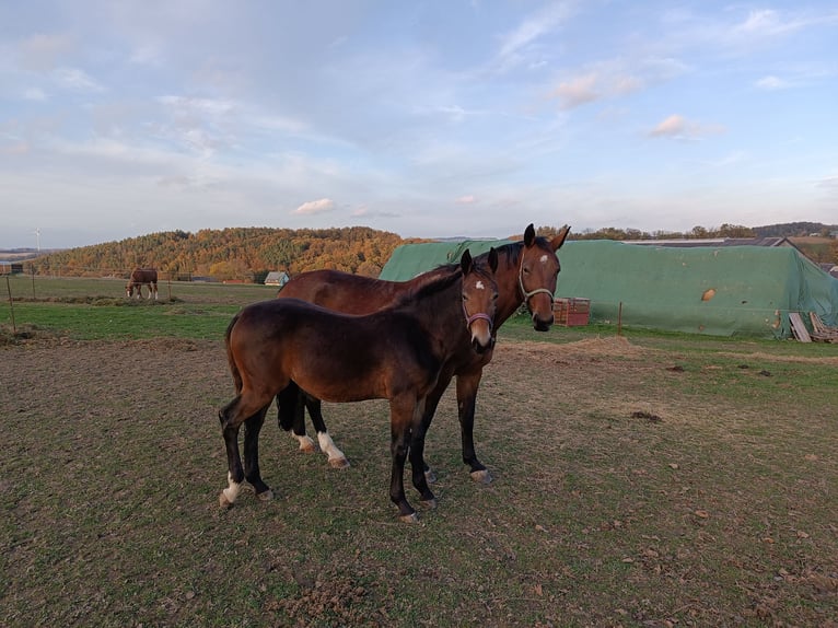 Heavy Warmblood Mare 1 year Bay-Dark in Langenweißbach