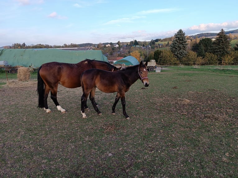 Heavy Warmblood Mare 1 year Bay-Dark in Langenweißbach