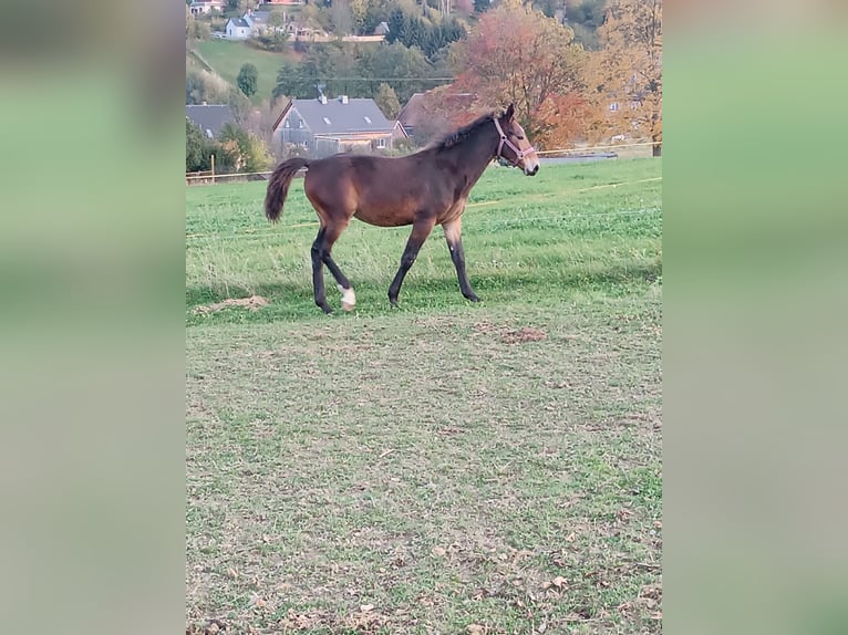 Heavy Warmblood Mare 1 year Bay-Dark in Langenweißbach