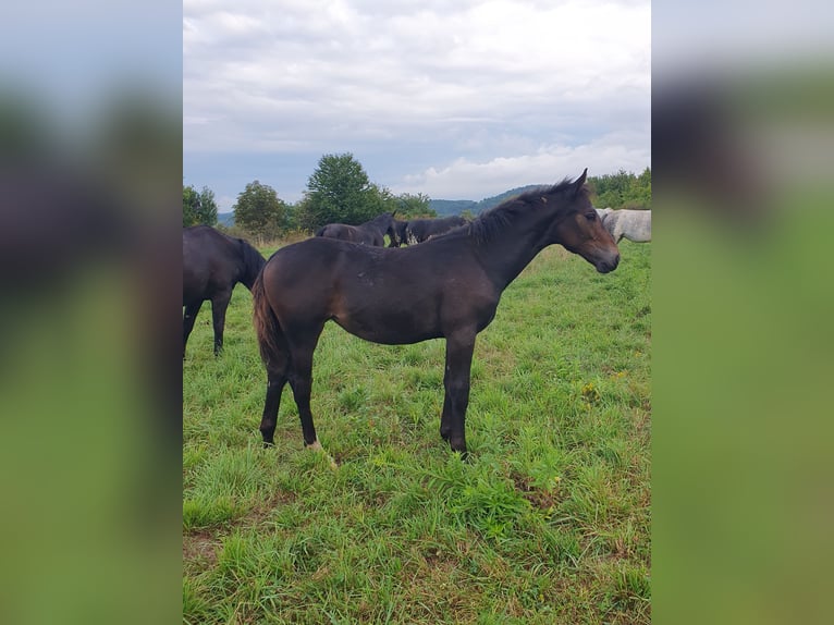 Heavy Warmblood Mare 1 year Brown in Lubomierz