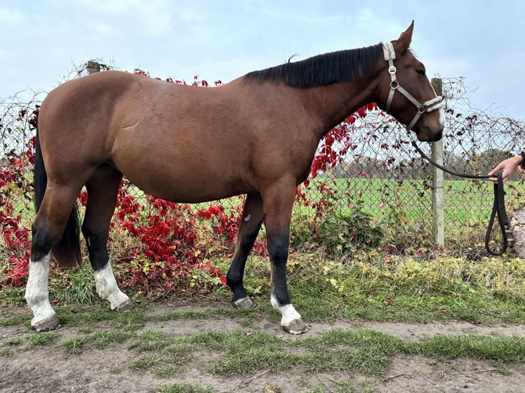 Heavy Warmblood Mare 2 years 16,2 hh Brown in Arenzhain