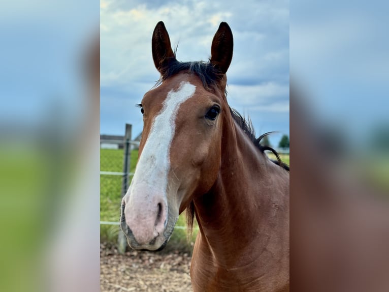 Heavy Warmblood Mare 2 years 16,2 hh Brown in Arenzhain