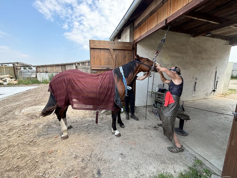 Heavy Warmblood Mare 2 years 16,2 hh Brown in Arenzhain