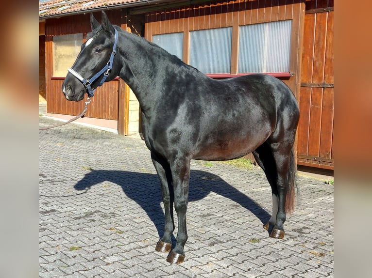 Heavy Warmblood Mare 2 years 16 hh Smoky-Black in Lo&#xDF;burg