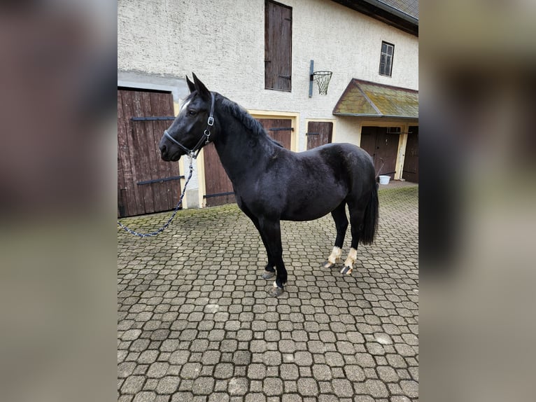 Heavy Warmblood Mare 3 years 14,2 hh Black in Zettlitz