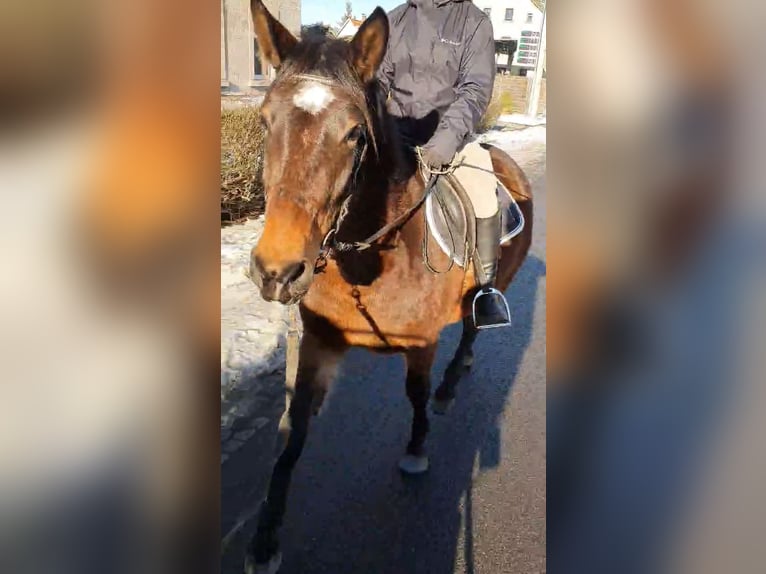 Heavy Warmblood Mix Mare 3 years 15,2 hh Brown in Eppendorf