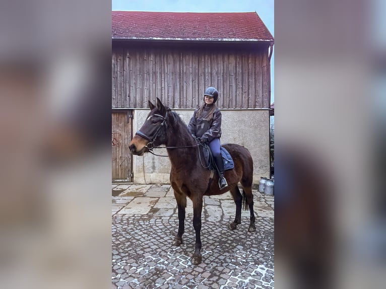 Heavy Warmblood Mix Mare 3 years 15,2 hh Brown in Eppendorf