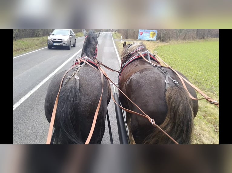 Heavy Warmblood Mare 3 years 15,2 hh Gray in Kamenz