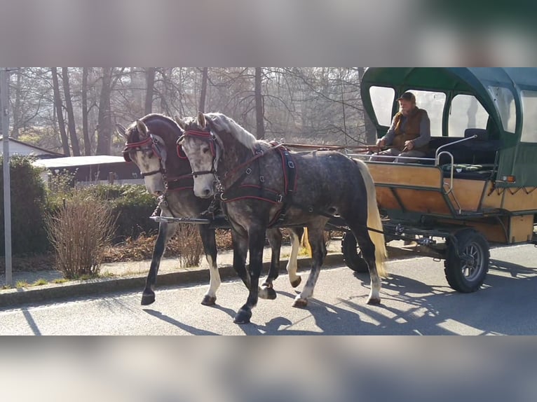 Heavy Warmblood Mare 3 years 15,3 hh Gray in Kamenz