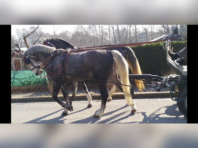 Heavy Warmblood Mare 3 years 15,3 hh Gray in Kamenz