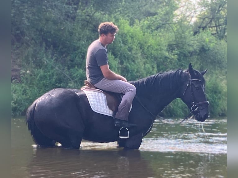 Heavy Warmblood Mare 3 years 15,2 hh Black in G&#xF6;rlitz
