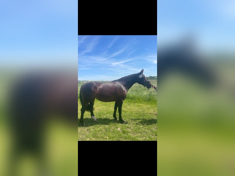 Heavy Warmblood Mare 3 years 15,2 hh Brown in Hermsdorf