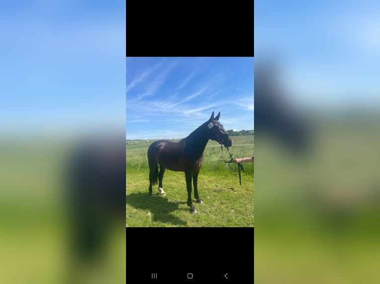 Heavy Warmblood Mare 3 years 15,2 hh Brown in Hermsdorf