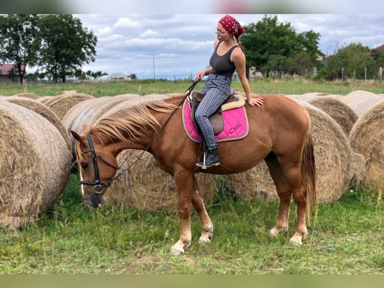 Heavy Warmblood Mare 3 years 15,2 hh Chestnut-Red in G&#xF6;rlitz