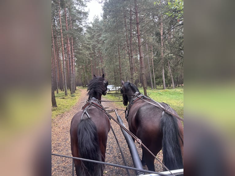 Heavy Warmblood Mare 3 years 16.1 hh Brown in Ralbitz-Rosenthal