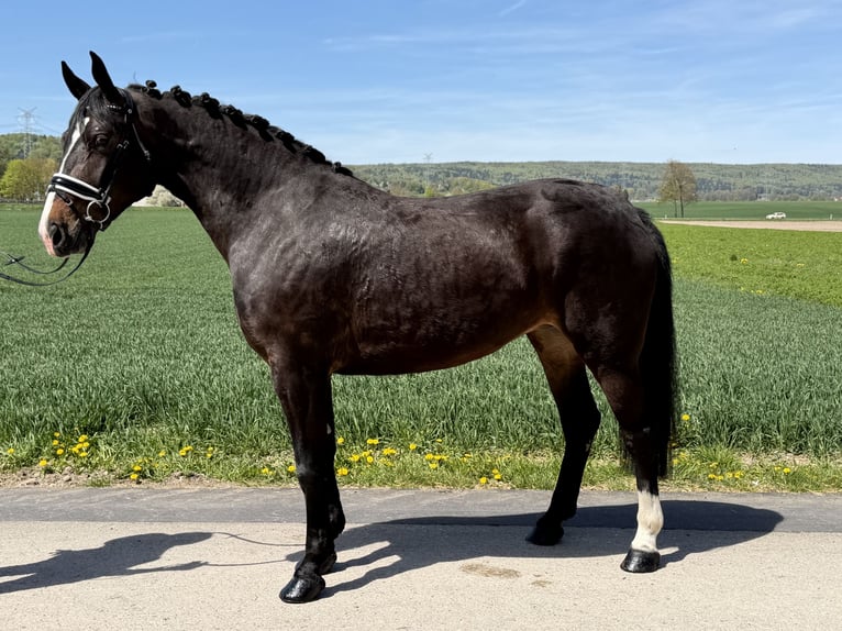 Heavy Warmblood Mare 3 years 16 hh Bay-Dark in Riedlingen