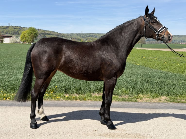 Heavy Warmblood Mare 3 years 16 hh Bay-Dark in Riedlingen