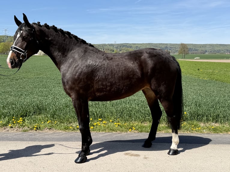 Heavy Warmblood Mare 3 years 16 hh Bay-Dark in Riedlingen