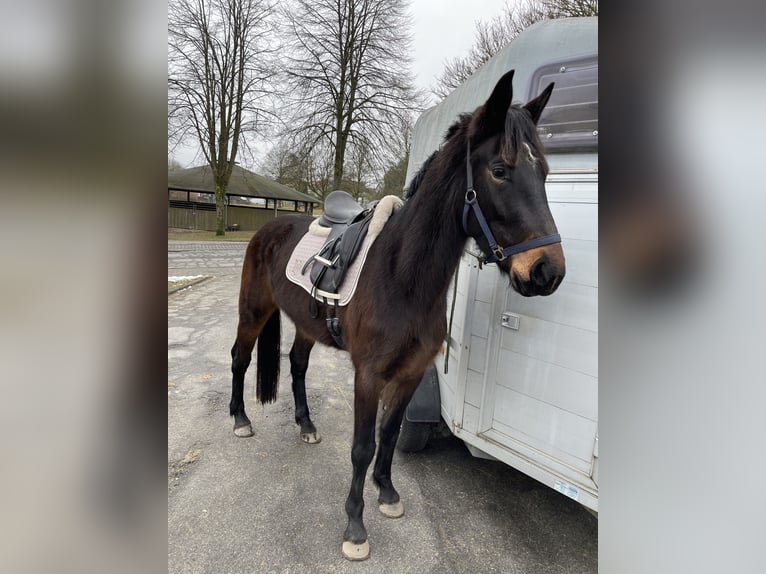 Heavy Warmblood Mare 3 years 16 hh Bay-Dark in Oberzent