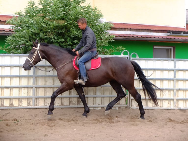 Heavy Warmblood Mare 3 years 16 hh Black in Buttstädt